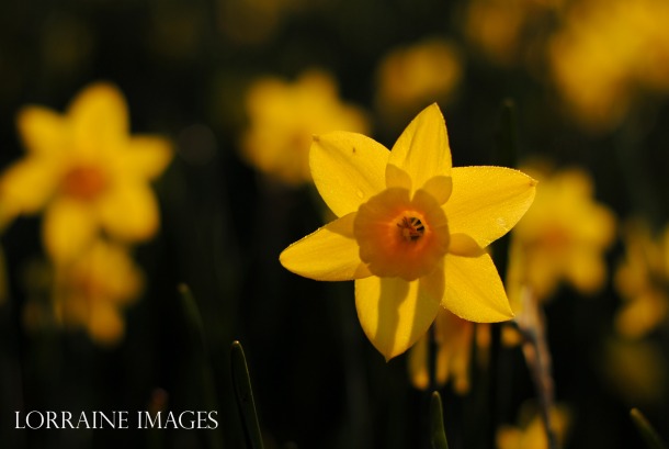 Daffodils during the golden hour