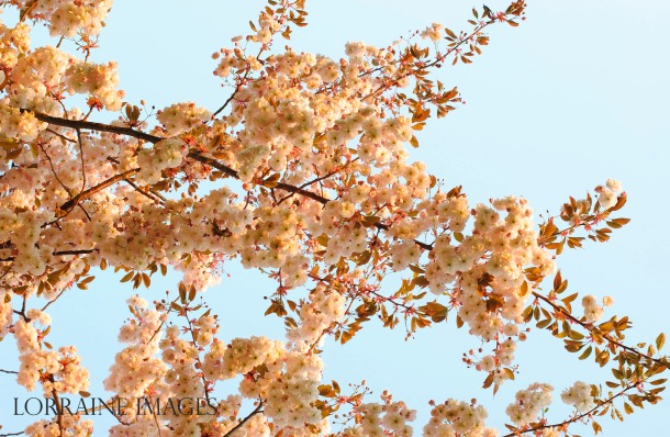 Cherry Blossoms 1 during the golden hour